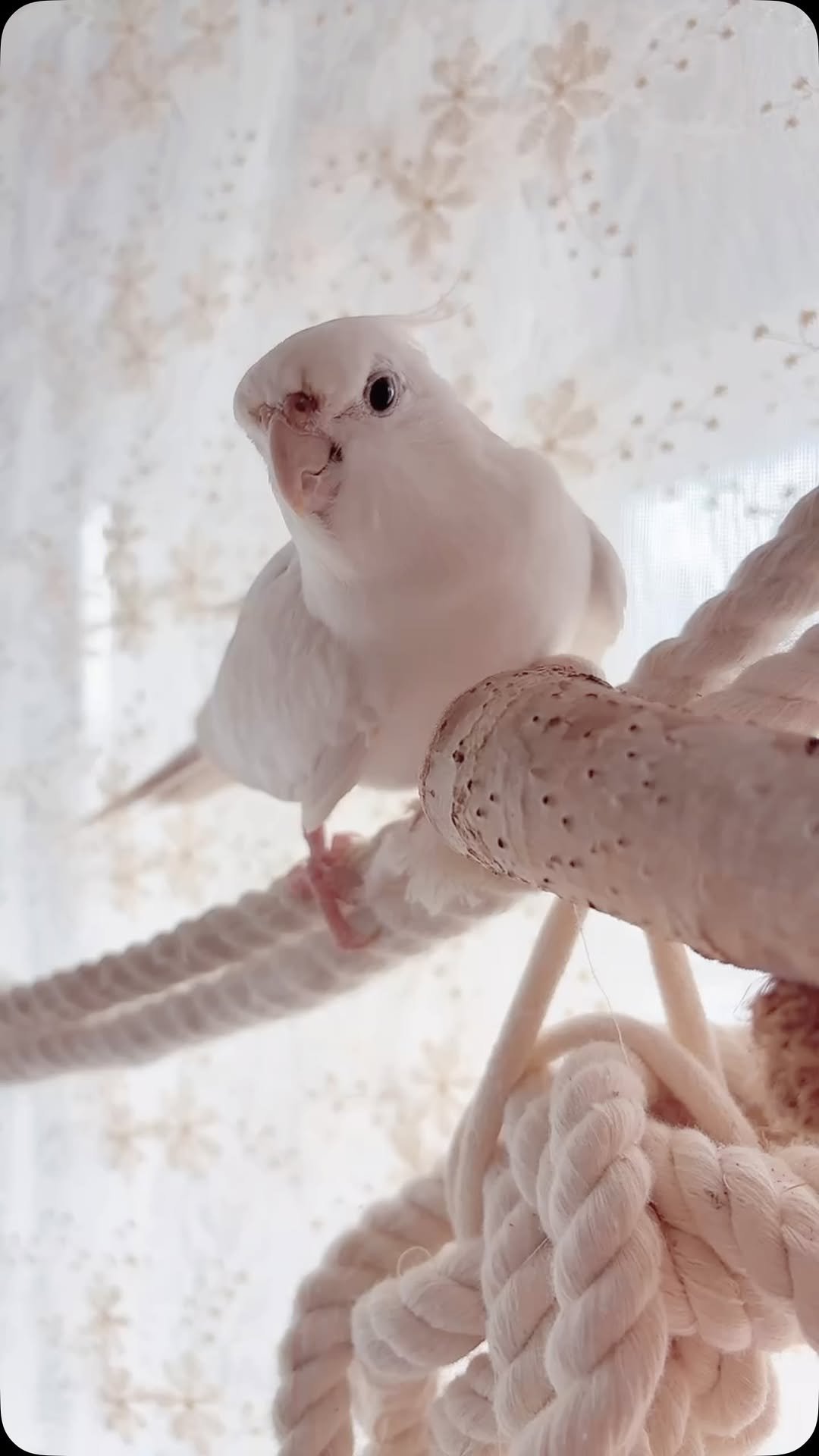 mirimiri 게시물 이미지: 落ち着きないと思ったらブンチャンに追い回されてるすーちゃん🐥🤍