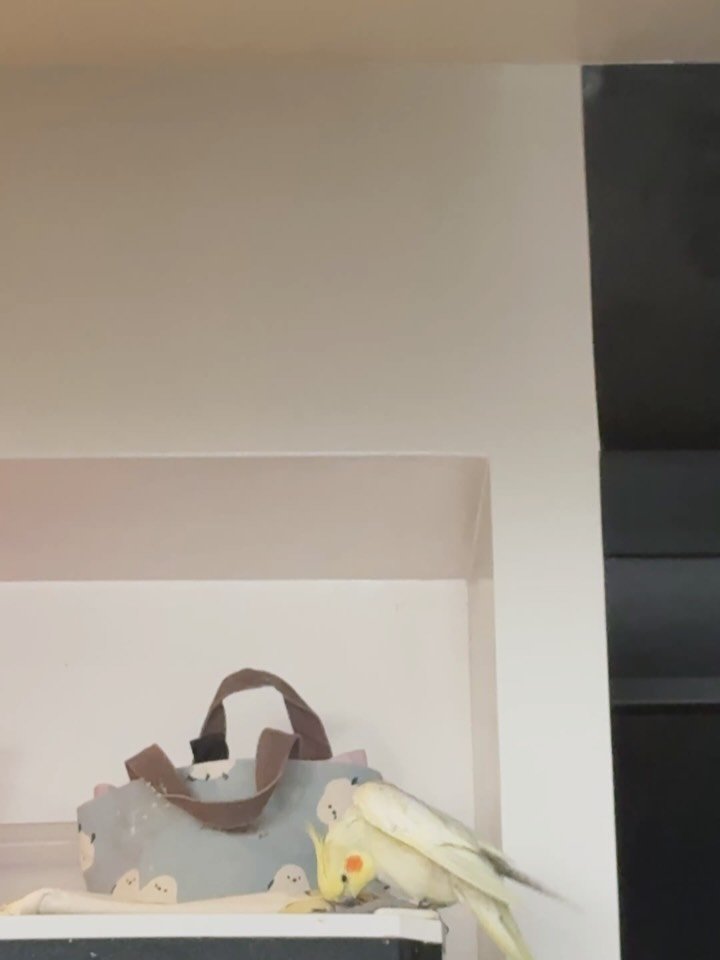 mirimiri 게시물 이미지: 久しぶりの、ぴっぽこぺーぺー　ぴっ！
同じタイミングでモンちゃんとすーちゃんも羽広げてたっけ🐥...