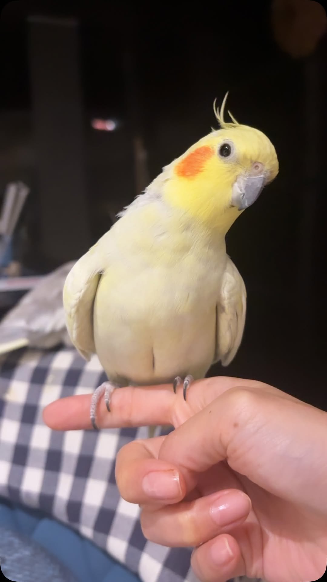 mirimiri 게시물 이미지: ぐりやんの手乗りタクシーとモンちゃんの手乗りタクシー🐥🐥
それぞれ癖あり🙄
封筒千切られてたり...