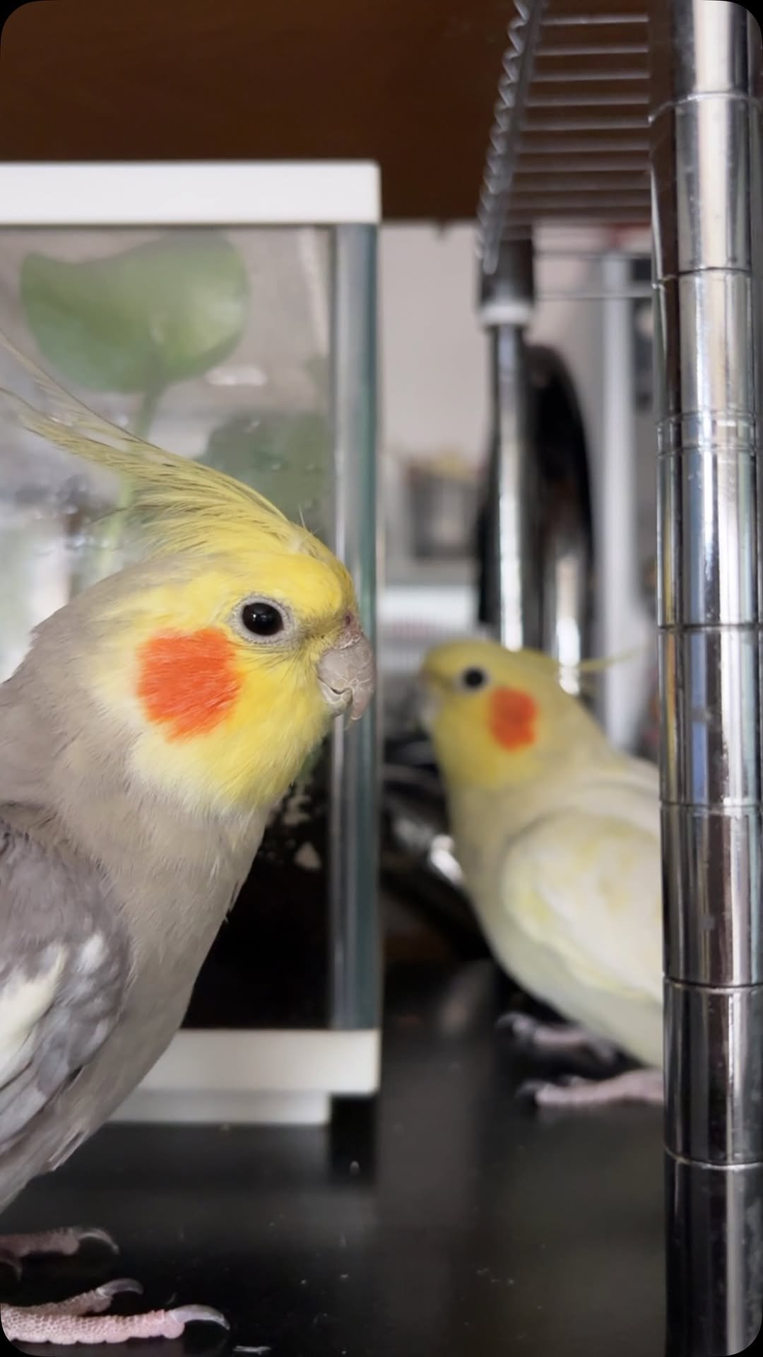 mirimiri 게시물 이미지: モンちゃんと一緒ならどんなことも楽めたね🐥💕