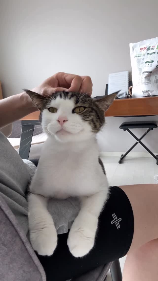 miru_yeoul 게시물 이미지: 아가집사 재우고 나니 방묘창 앞에서 야옹야옹~엄마♥︎ 부르는 소리☺️ 거실서 둘이...