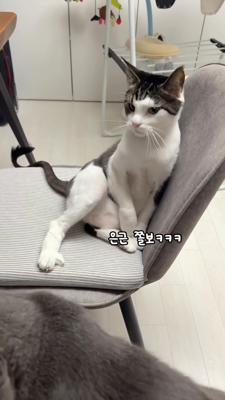 miru_yeoul 게시물 이미지: 할부지 의자든 침대든 발톱 걸어야 올라올 수 있음 ㅠㅠ 
미루가 엄마 무릎냥 하는게...