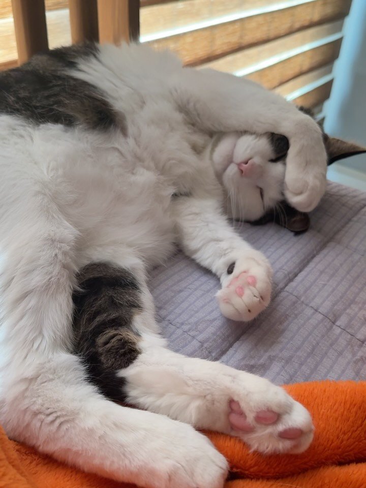 miru_yeoul 게시물 이미지: 기분대로 자는 곳이 계속 바뀌는 여울
침대 밑, 거실, 침대 어제는 바닥에서 자는걸...