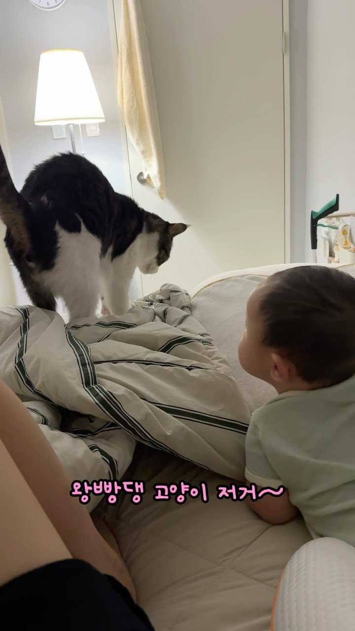 miru_yeoul 게시물 이미지: 여울이 안방 들어오기 매일 시도하더니 엄마가 쫓아낼 힘 없어 침대 올라오기...