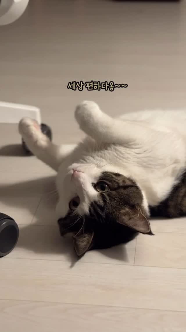 miru_yeoul 게시물 이미지: 관종냥 이여울 ~ 형아 이뻐하면 발라당 누워서 관심 뺏으려함 ㅋㅋㅋ발라당 속 편한...