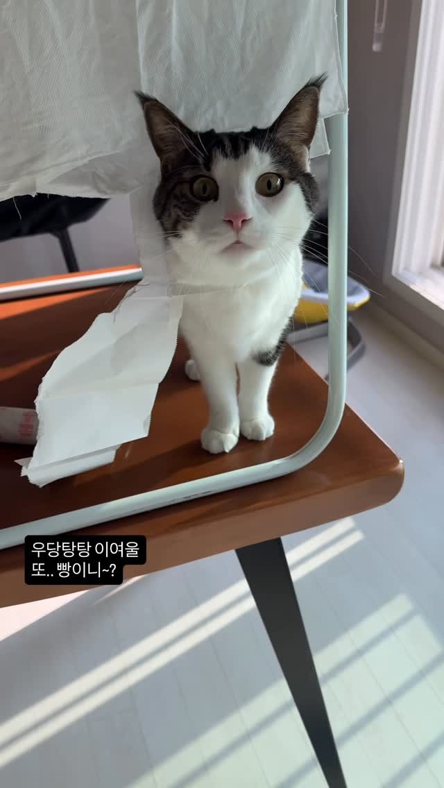 miru_yeoul 게시물 이미지: 육아난이도 상승으로 엄마 목청 커짐..아침 대청소중 우당탕탕🙀 어제 사온 아부지가...