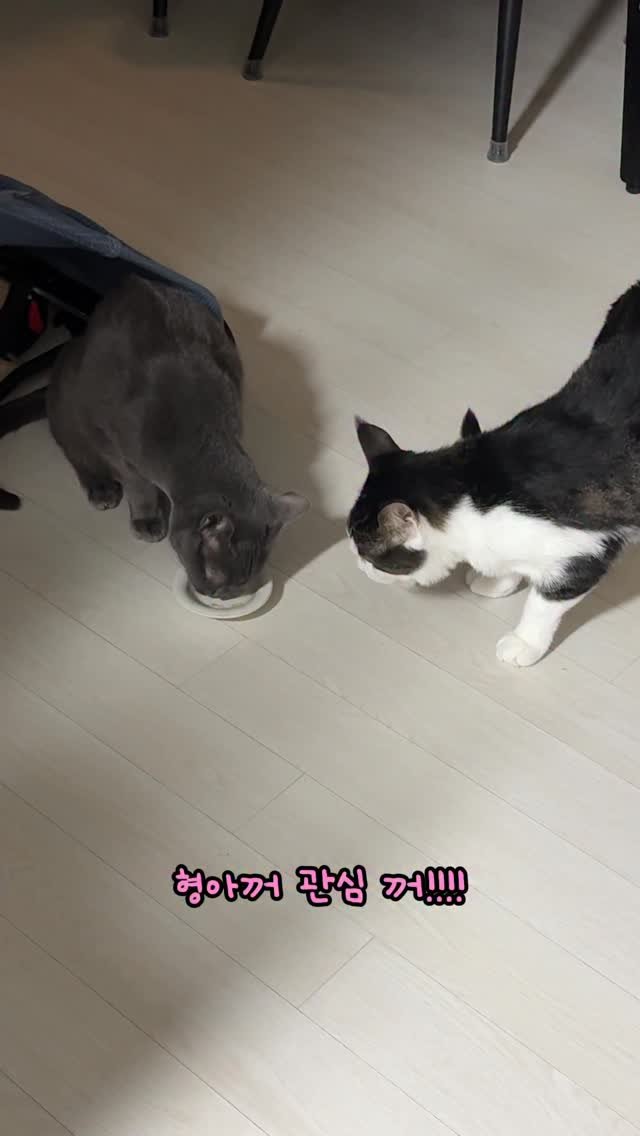 miru_yeoul 게시물 이미지: 자기 츄르 호다닥 먹고 미루 츄르 탐내는 여울이ㅋㅋㅋ 쥐똥만큼 남긴거라도 뺏어먹는...