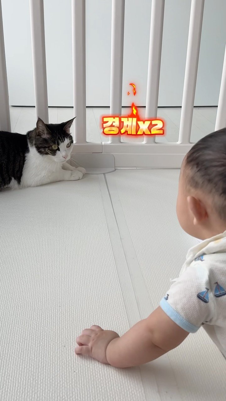 miru_yeoul 게시물 이미지: 말귀 다 알아듣는 여울이 똑똑해 ㅋㅋ 요즘 많이 못 예뻐 해줬더니 엄마만 보면...