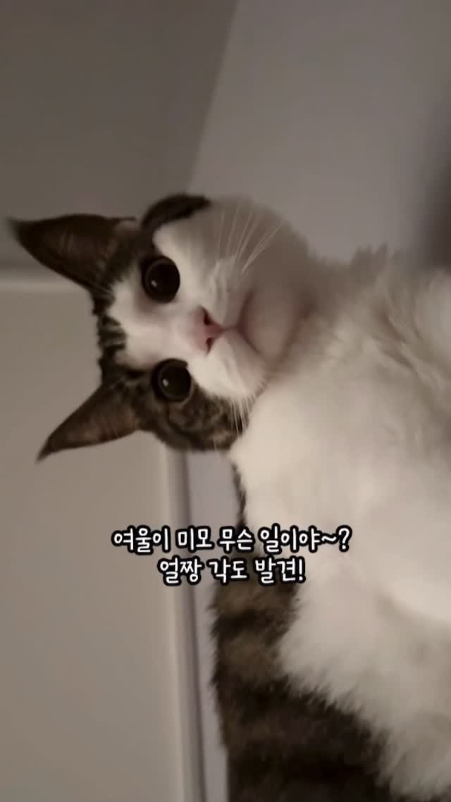 miru_yeoul 게시물 이미지: 여울이 얼짱 각도 발견😳😳😳
천의 얼굴 여울이 대부분 심술맞은 얼굴이지만
가끔...