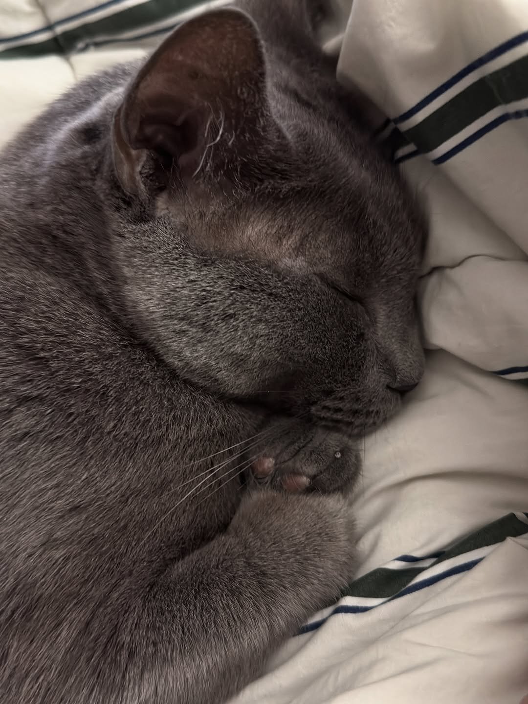 Photo by 미루여울 on October 29, 2025. May be an image of sleeping, kitten and text.