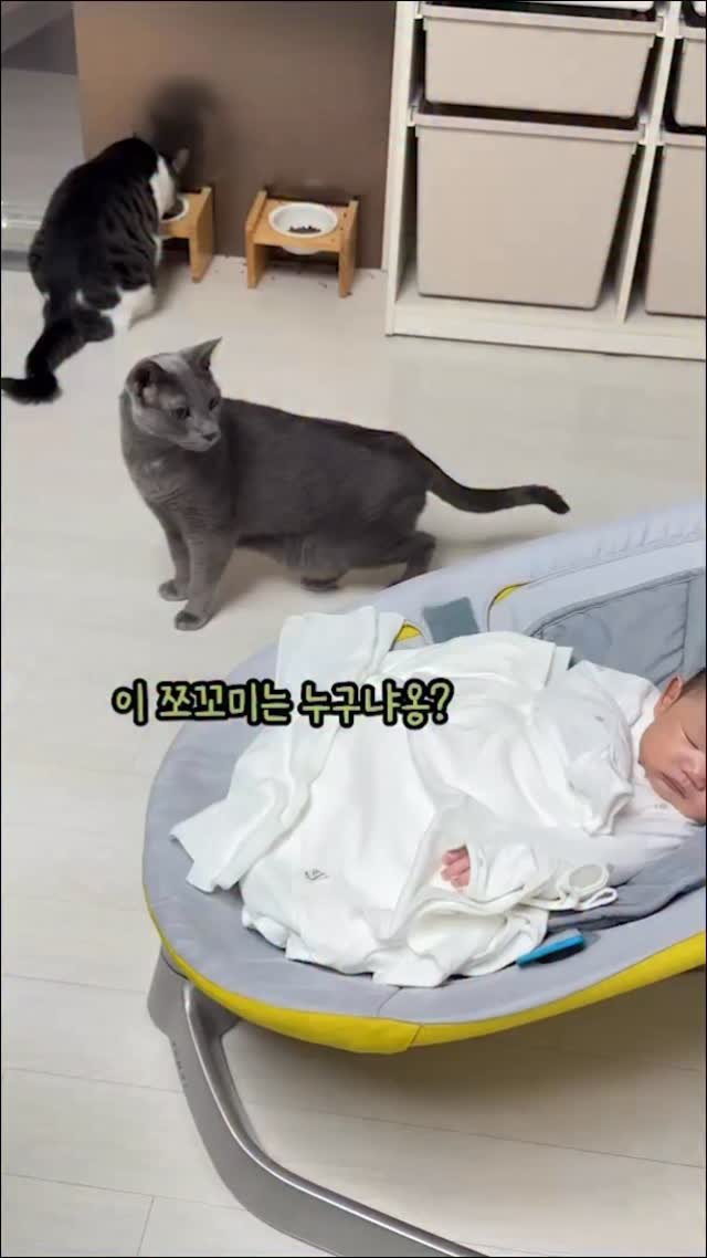 miru_yeoul 게시물 이미지: 경계하던 여울이도, 궁금해 하던 미루도 아가집사의 존재를 받아 들인 듯ㅋㅋㅋㅋ...