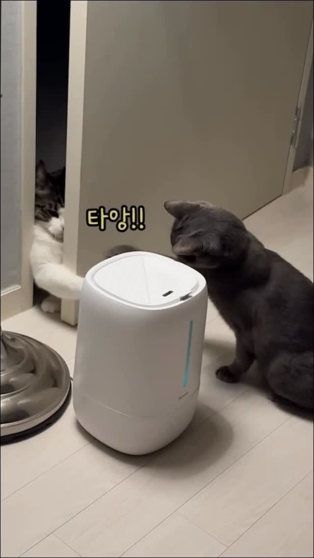 miru_yeoul 게시물 이미지: ㅋㅋㅋ 갑자기 시작된 솜방망이 싸움ㅋㅋ
둘다 묘성은 별론데 쫄보라 큰 싸움은 안남...