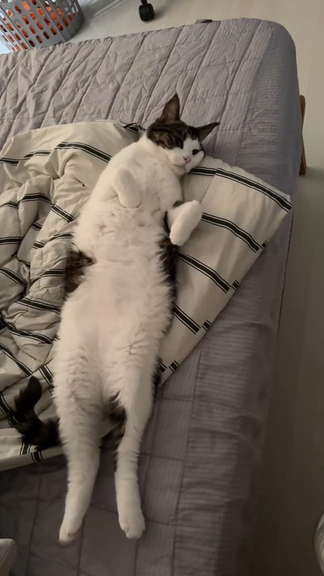 miru_yeoul 게시물 이미지: 팔다리 쭉피면 82cm
머리부터 뒷다리 피면 76cm
머리부터 꼬리직전까지...