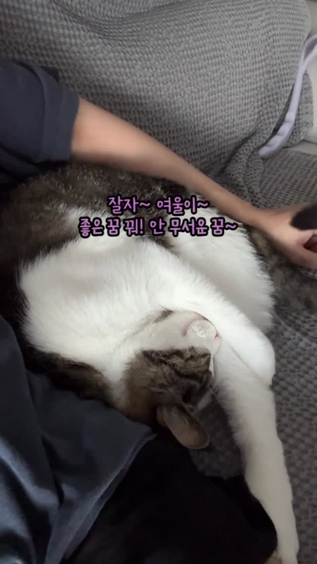 miru_yeoul 게시물 이미지: 평소랑 다른 목소리 엄마한테 오라니까 야옹 거리며 쪼르르~~ 귀여운 여울이 웬일로...
