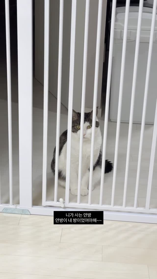 miru_yeoul 게시물 이미지: 여울이 요즘 날 이렇게 좋아했나 싶을 정도로 쫓아다님! 안방에서 육아중일때 야옹야옹...