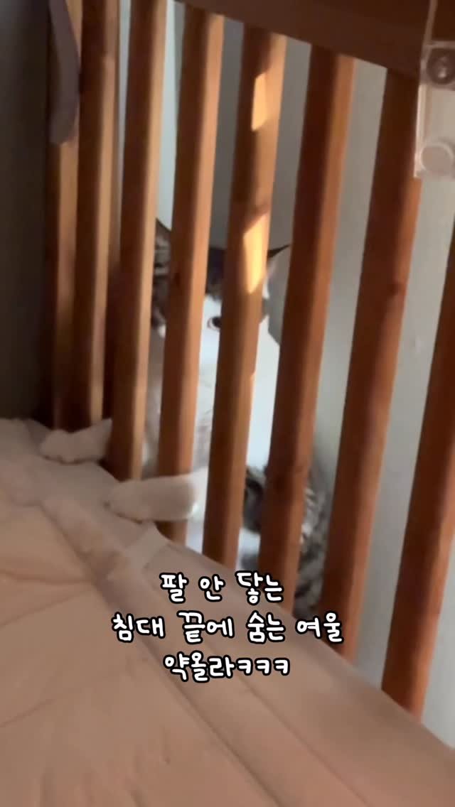 miru_yeoul 게시물 이미지: 팔 안 닿는곳으로 도망가는 여울이 … 간식 접시로 속이면 알아서 나오길래 여러번...