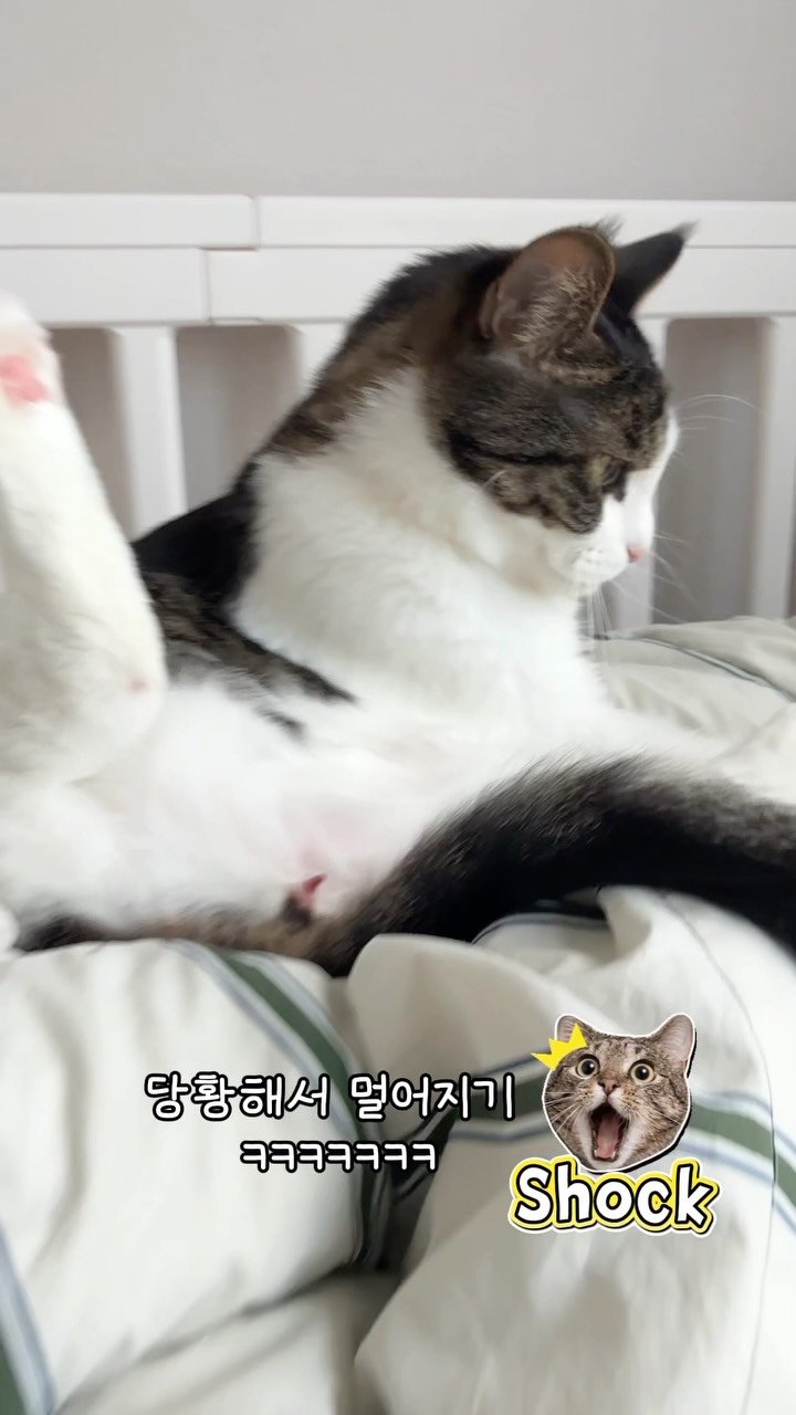 miru_yeoul 게시물 이미지: 모자이크 해줬어여 했나… 어려워서 포기…미리 죄송합니당🙏🏻

여우리 엄마 이불에서...