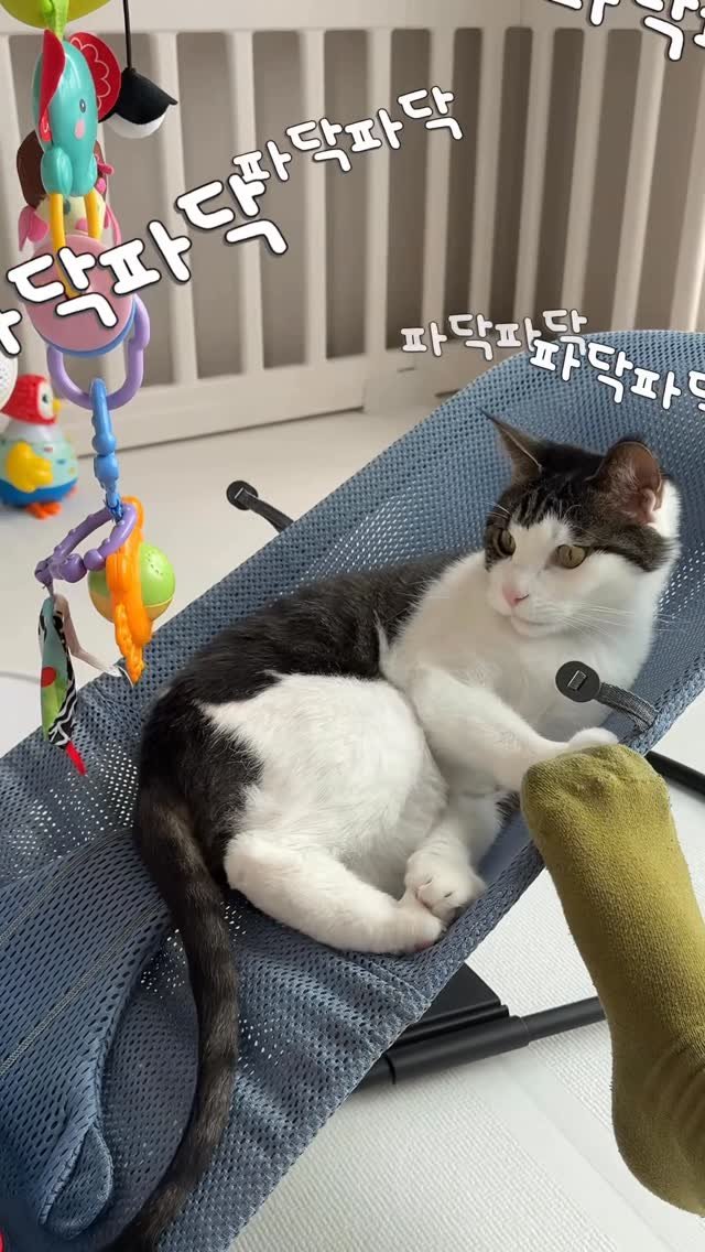 miru_yeoul 게시물 이미지: 온결이 낮잠타임에 온결이 장난감 다 노리는 여울이! 엄마 육퇴 후 육묘 ㅋㅋㅋ 육묘...