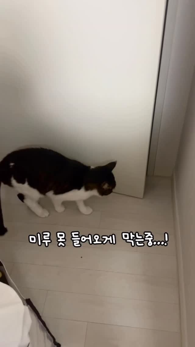 miru_yeoul 게시물 이미지: 옷방 갔더니 따라 들어온 여울이 미루도 엄마 보러 들어오려다가 여울이 한테...