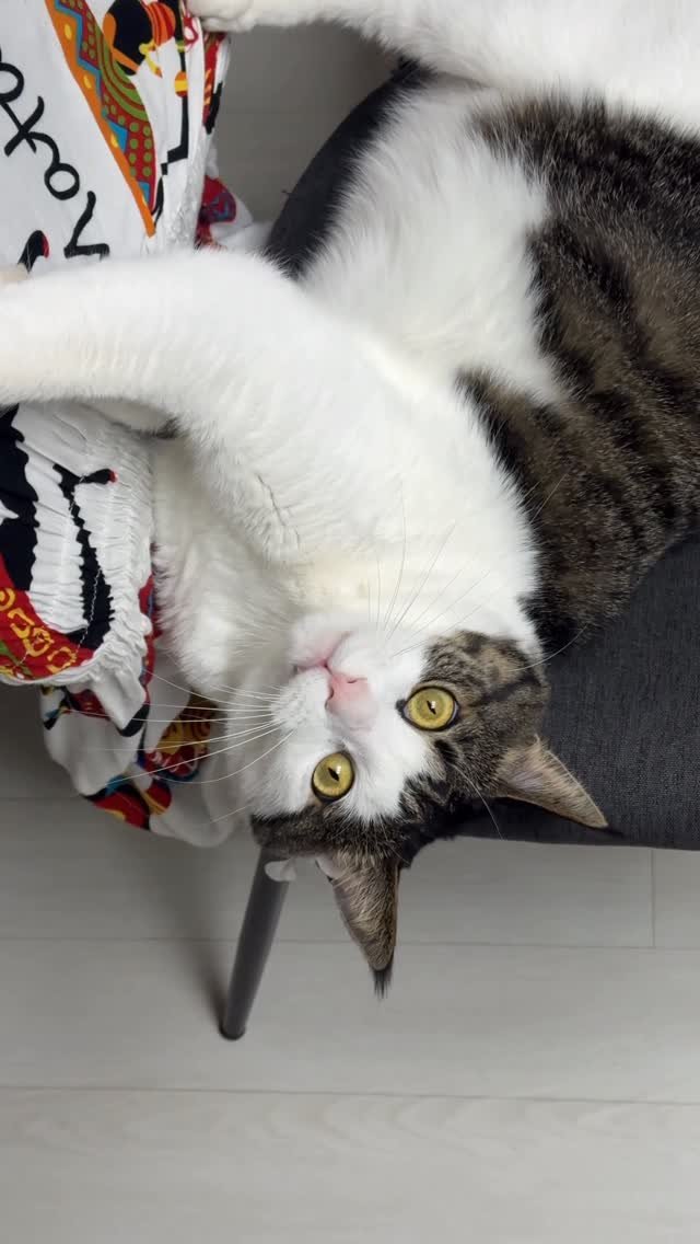 miru_yeoul 게시물 이미지: 육아로 바쁜 엄마에게 애정고픈 미루여울이…거실 나가면 둘 다 쪼르르르🥲🥹 미루 얼굴...