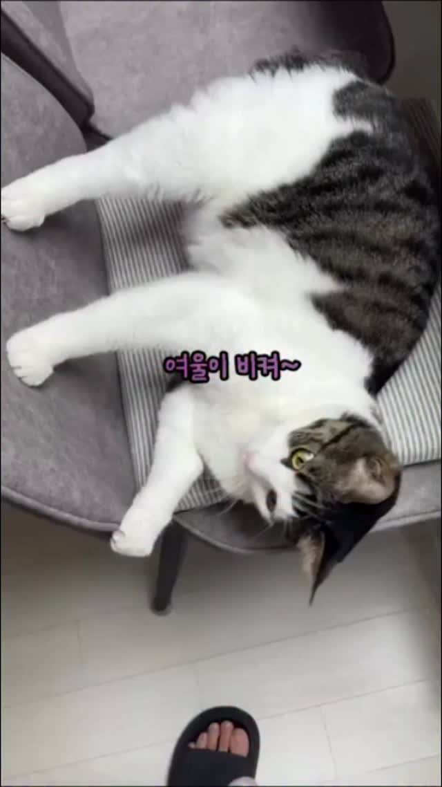 miru_yeoul 게시물 이미지: 여울이이랑 의자 싸움ㅋㅋ밥 먹어야 하는데 안 비킴ㅋㅋ버팅기는...