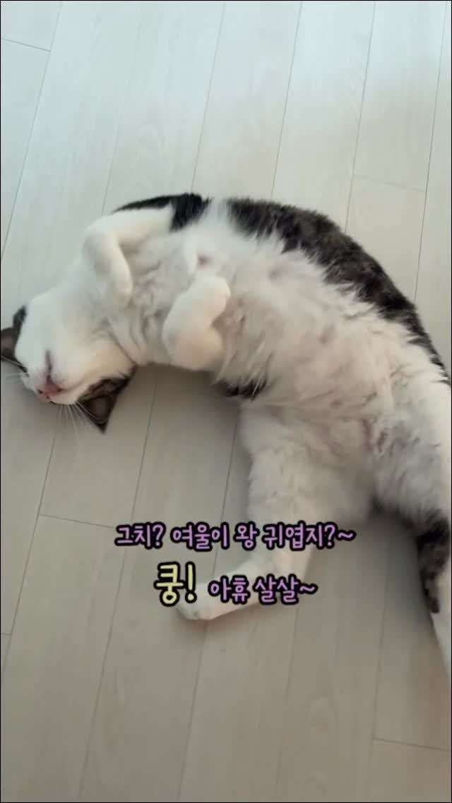 miru_yeoul 게시물 이미지: 아침부터 엄마 졸졸 쫓아다니면서 야옹 뒹굴 부비적 3종 애교 부리길래 엄마가 그렇게...