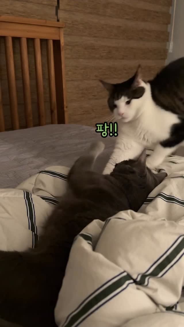 miru_yeoul 게시물 이미지: 미루 쉬고 있는데 굳이 미루 앞에 와서 꾹꾹이 하는 여울이
기껏 편들어줬더니 엉덩이...