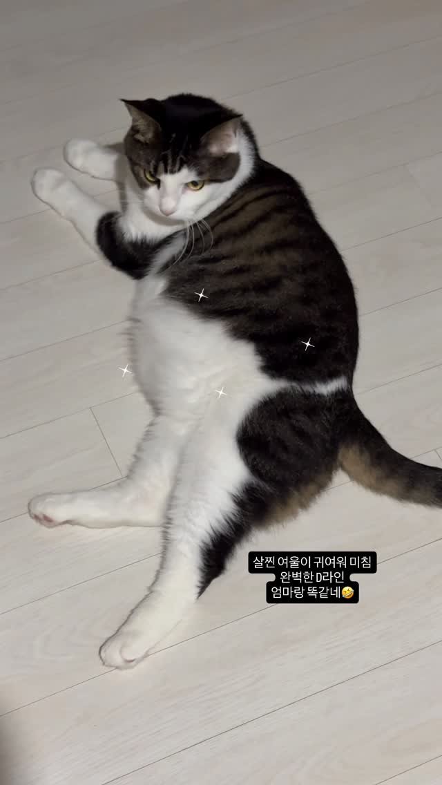 miru_yeoul 게시물 이미지: 여울이 살찌니까 너무 귀엽 ㅠㅠ
오늘 완벽한 D라인을 선보이는데
8갤차 엄마랑 배가...