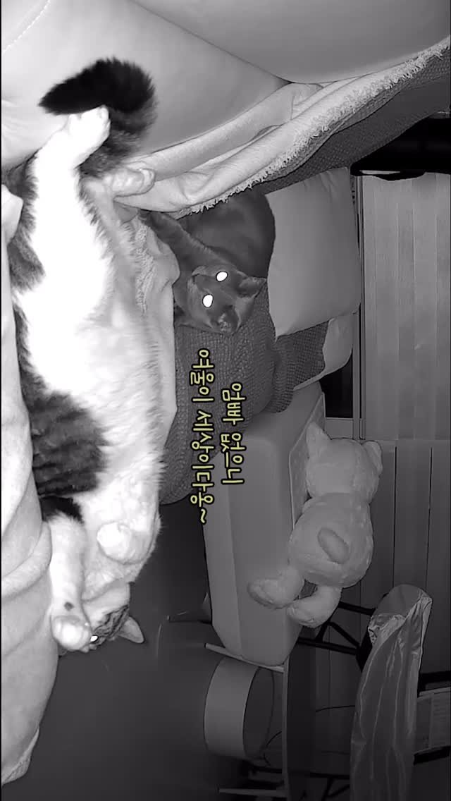 miru_yeoul 게시물 이미지: 작년초 엄빠 지방출장 갔을 때 애들 잘 있나 보다 발견한 영상ㅋㅋ엄빠 없다고...