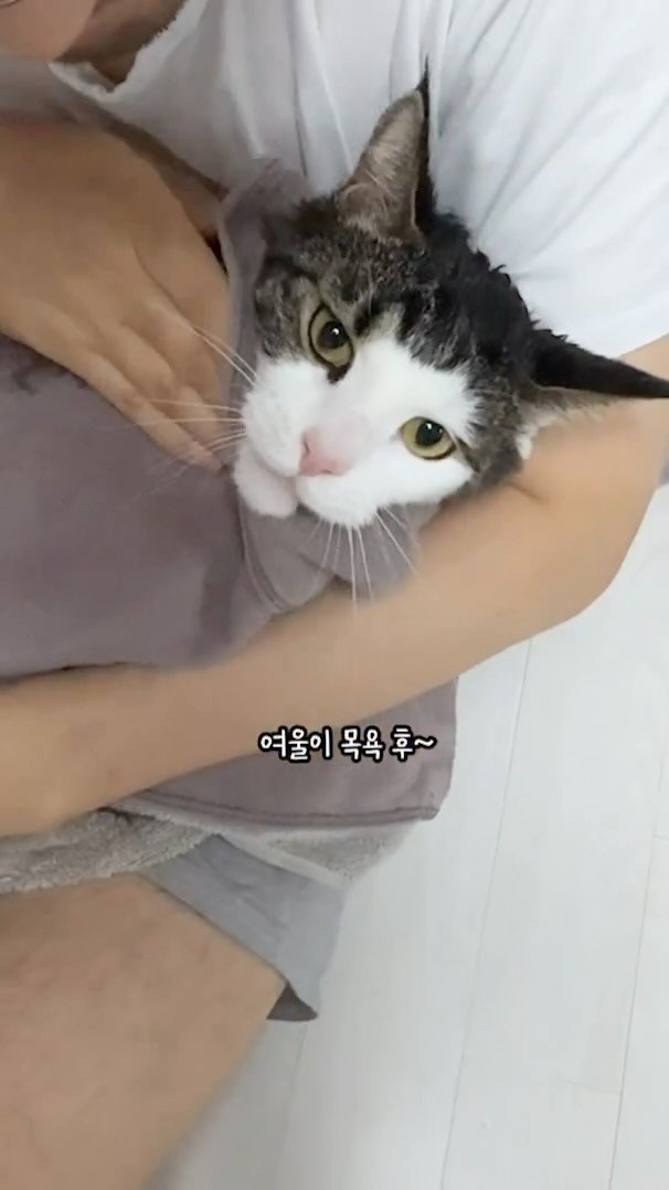 miru_yeoul 게시물 이미지: 목욕한 여울이 분노~~~
그러게 그루밍 좀 열심히 하지 그랬엉…?
목욕해서 화는...