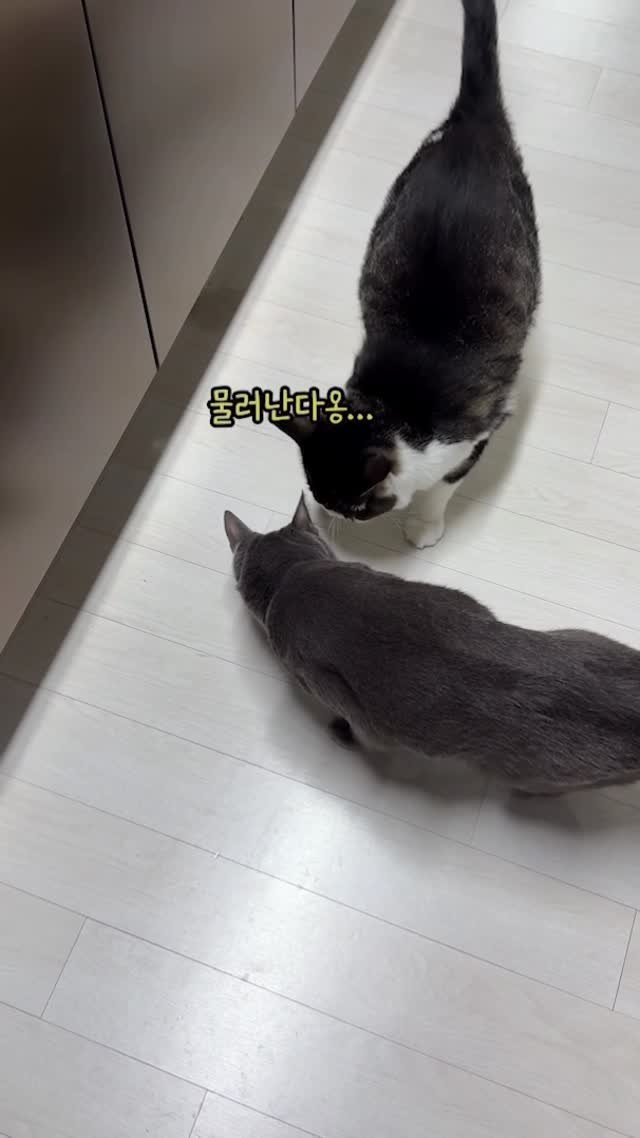 miru_yeoul 게시물 이미지: 여울이 츄르 머리 들이밀며 차지하는 미루..! 미루가 괴롭힘 당하는 줄 알았는데...