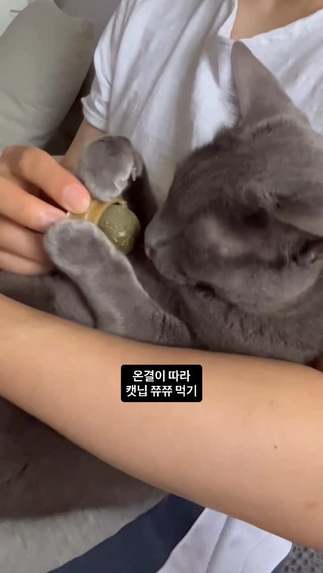 miru_yeoul 게시물 이미지: 미루도 여울이도 아가지 아가야
온결이 흉내내는거니 ㅋㅋㅋㅋ

#미루#노묘#캣닙#캣닙쭈쭈#육묘