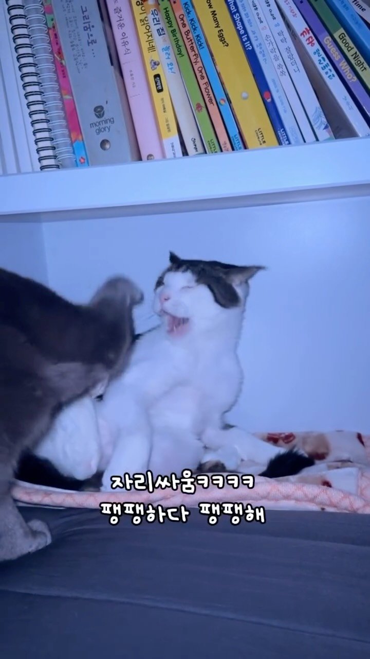 miru_yeoul 게시물 이미지: 툭툭 거리는 소리에 자다깨서 카메라 후레시키니 1시 3시ㅋ책꽂이 일층 자리 쟁탈전...