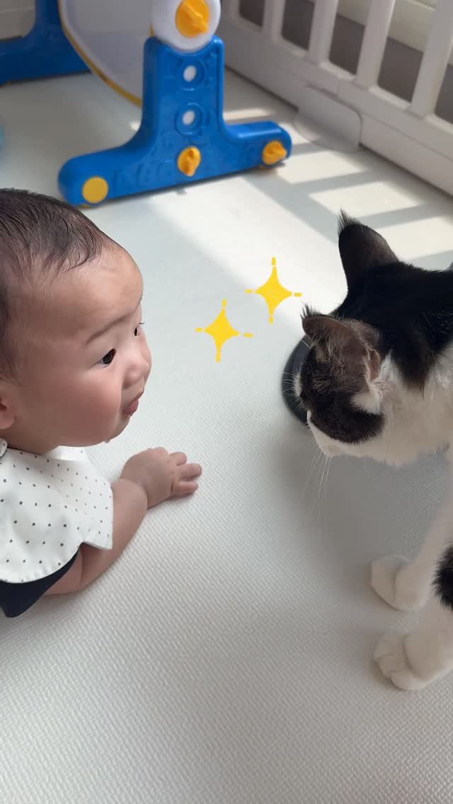 miru_yeoul 게시물 이미지: 매트 깔고 온결이 거실에서 놀아주기 시작!
온결이 놀아주러 나오면 미루 여울이 종종...