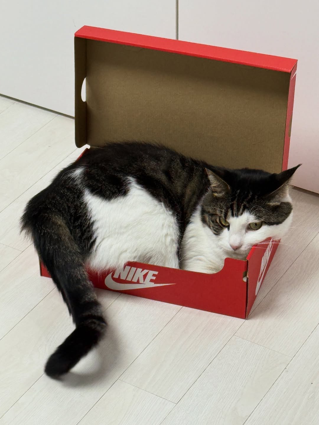 Photo by 미루여울 on November 13, 2025. May be an image of Abyssinian cat, kitten, box, carton and text that says 'NIKE'.