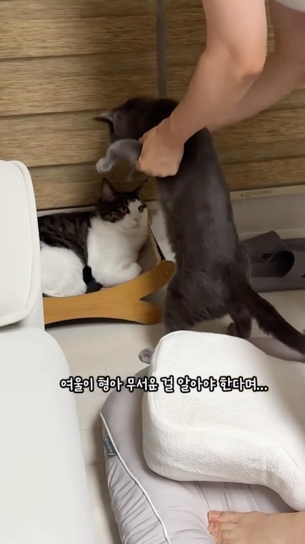miru_yeoul 게시물 이미지: 우리집 괴롭힘 먹이사슬 아빠 >여울이 >미루😅
여울이가 미루 물어서 아부지가 엉댕이...