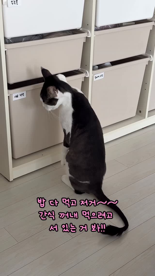 miru_yeoul 게시물 이미지: 우리집 아들들은 독립적 서로에게 관심이 없음.. ㅋㅋㅋ 친해져랑…....