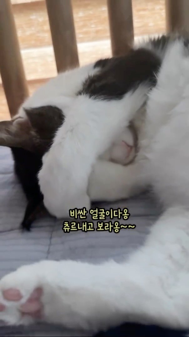 miru_yeoul 게시물 이미지: 통통 양발로 얼굴 가리고 자는 여울이 귀엽닼ㅋㅋㅋ
너는 잘때도 인상을 쓰는구나...