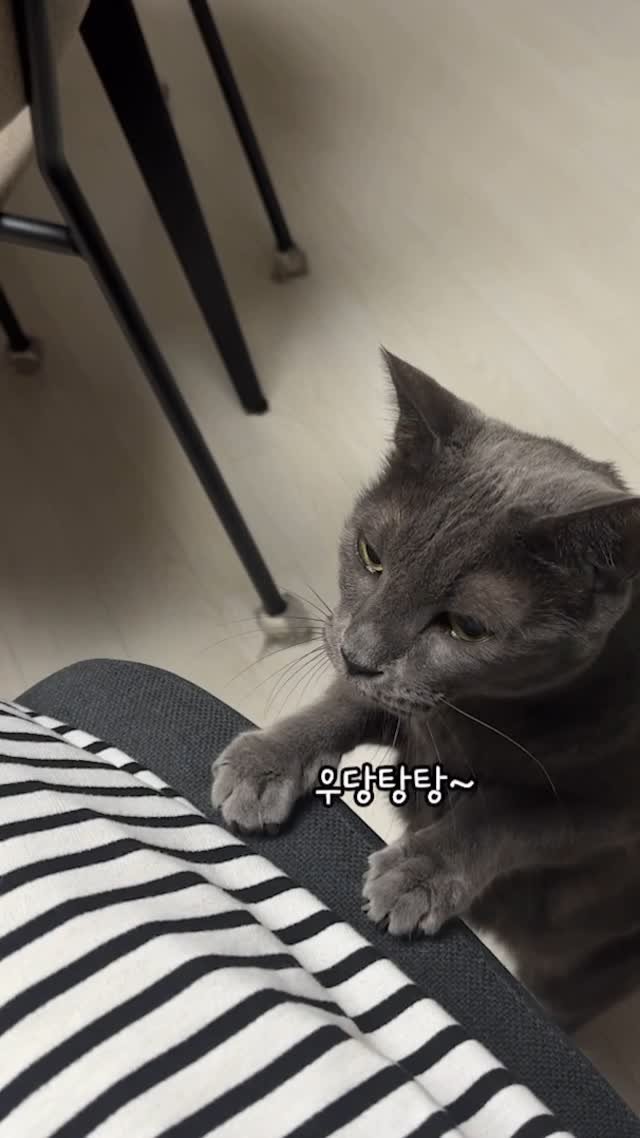 miru_yeoul 게시물 이미지: 미루만 가지고 있는 애교중 하나 무릎냥~~🫶🏻
동물들은 사람이 임신하면 딱...