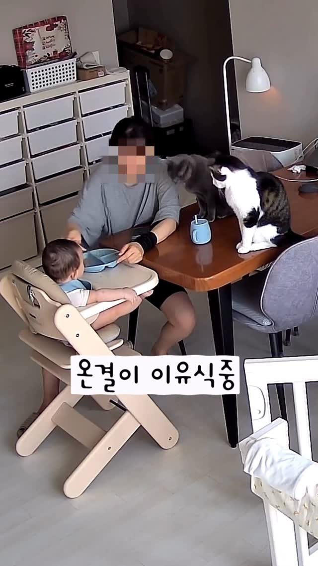 miru_yeoul 게시물 이미지: 미루 여울이 온결이 이유식 먹방구경
서로 관심 없던 애들이 이러는 이유는 소고기...
