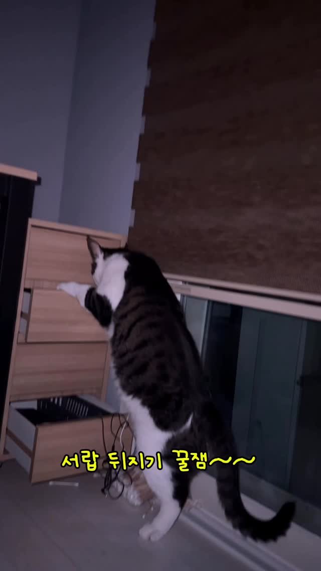 miru_yeoul 게시물 이미지: 엄마 육퇴하고 기절해야 하는데 자꾸 서랍 뒤져서 깨우던 여울이 불효묘… 미루보고 혼...