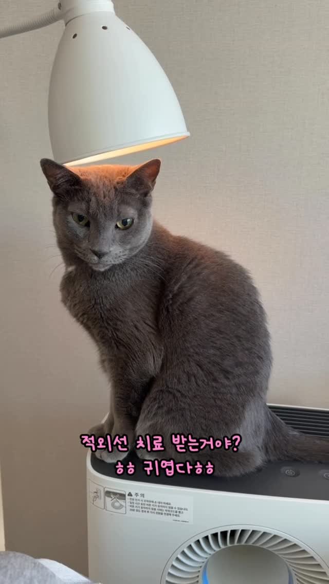 miru_yeoul 게시물 이미지: 하루에 여울8:미루2 비중으로 보는데자주 못 보는 미루가 거실에 나오면 괜히...