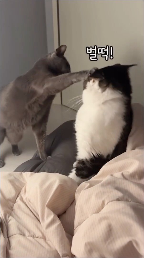 miru_yeoul 게시물 이미지: 기세등등 이미루 엄마 뺏기는 건 못참ㅋㅋㅋㅋ 엄마 옆자리는 미루 지정석인데 여울이가...