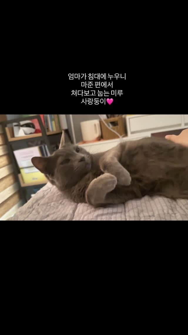miru_yeoul 게시물 이미지: 사랑둥이 미루 더워서 거실에서 자다
올만에 침실와서 누웠더니 엄마 맞은편...