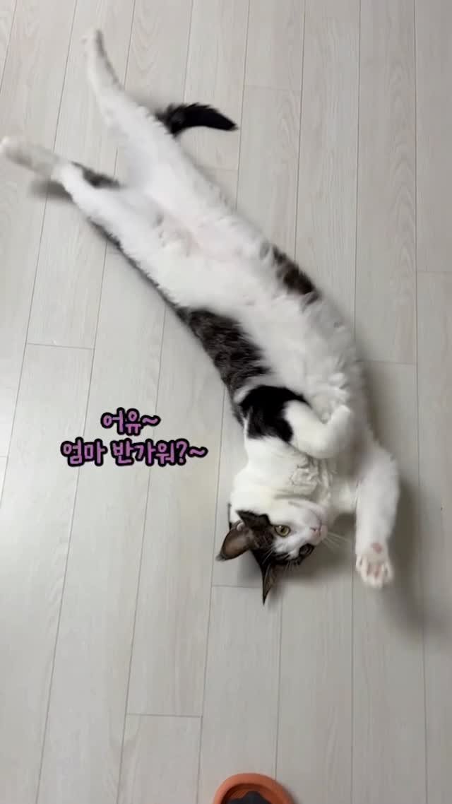 miru_yeoul 게시물 이미지: 외출하고 돌아오면 강아지처럼 요란하게 반겨주는 여울이🩷💕
호다닥 달려오면서...