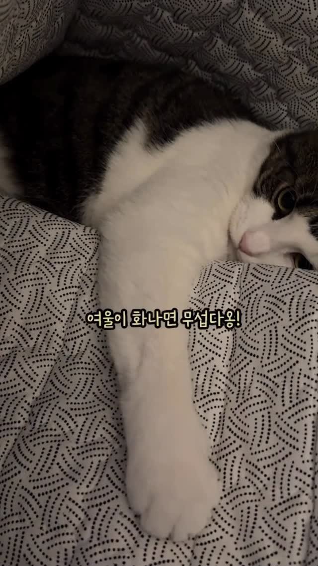 miru_yeoul 게시물 이미지: 여울이 왕 솜방망이 크고 토실해서...