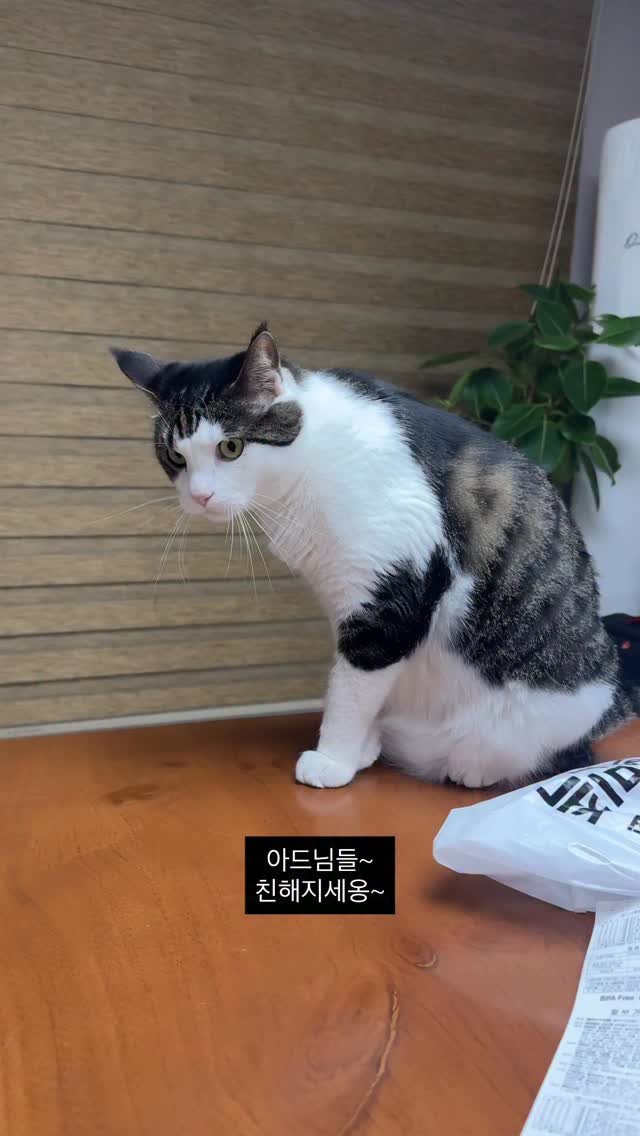 miru_yeoul 게시물 이미지: 아가집사 35일차 거실 외출ㅋㅋ
우리집 세 아드님들...