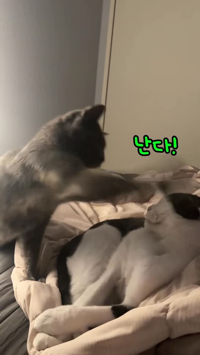 miru_yeoul 게시물 이미지: 아부지가 웃긴거 보여주까 하더니 보내준영상ㅋㅋㅋㅋ
미루 여울이 냄새맡고...