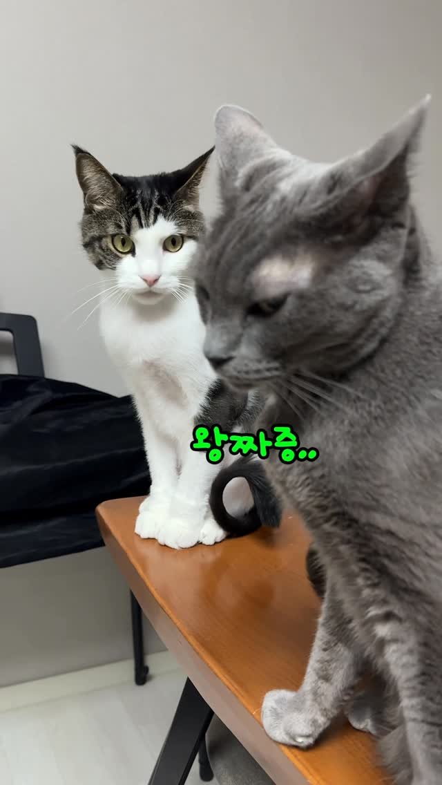 miru_yeoul 게시물 이미지: 꼭 먼저 건드리는 여울이..
그런 여울이 무시하듯 앞에서 꼬리 흔드는 미루...