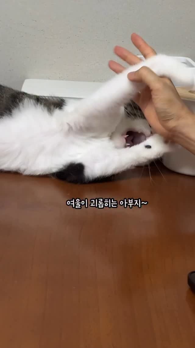 miru_yeoul 게시물 이미지: 아빠 손 못 물어서 왕짜증난 여울이
아부지 참참참 공격에 당첨!!! 
인상파...